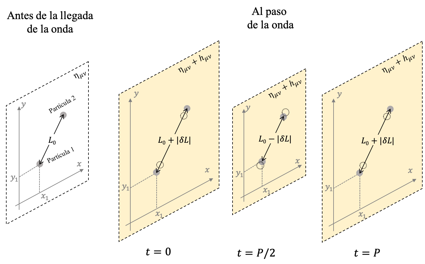 Ilustración gráfica de cómo al paso de una onda gravitacional las coordenadas de las partículas de prueba se mantienen constantes pero su distancia mutua cambia con el tiempo.